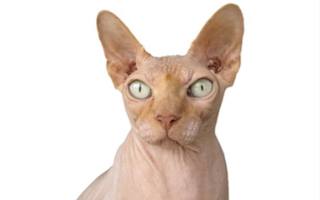 Chanel luxurious cat coat for Sphynx& Hairless Cat