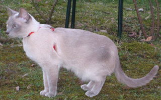 Tonkinese Cat