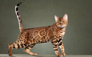 Toyger Cat