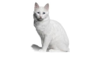 Turkish Angora Cat