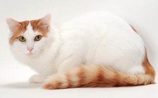 Turkish Van Cat