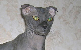 Ukranian Levkoy Cat