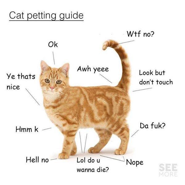 Where should I not pet my cat?