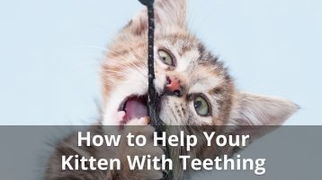 Kitten Teething: When Do They Start And Stop, And How To Help Them