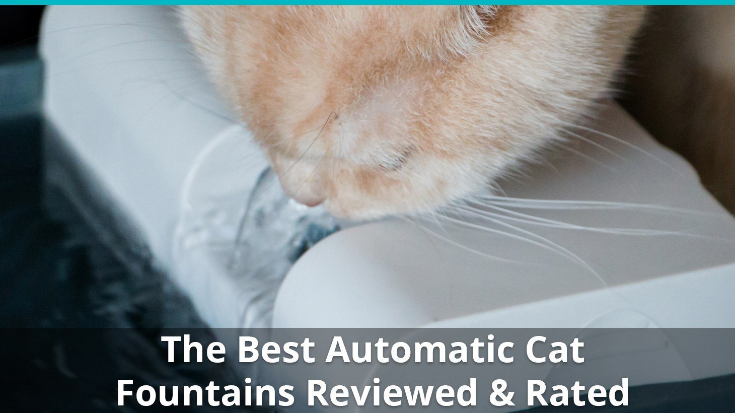 best automatic cat fountain
