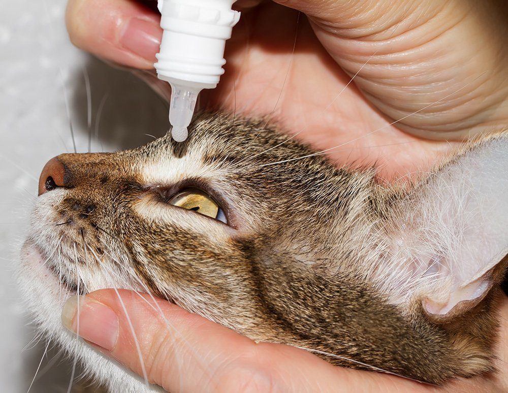 Treatment for hotsell herpes in cats