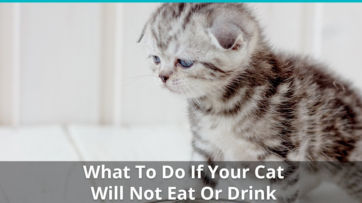 cat not eating drinking