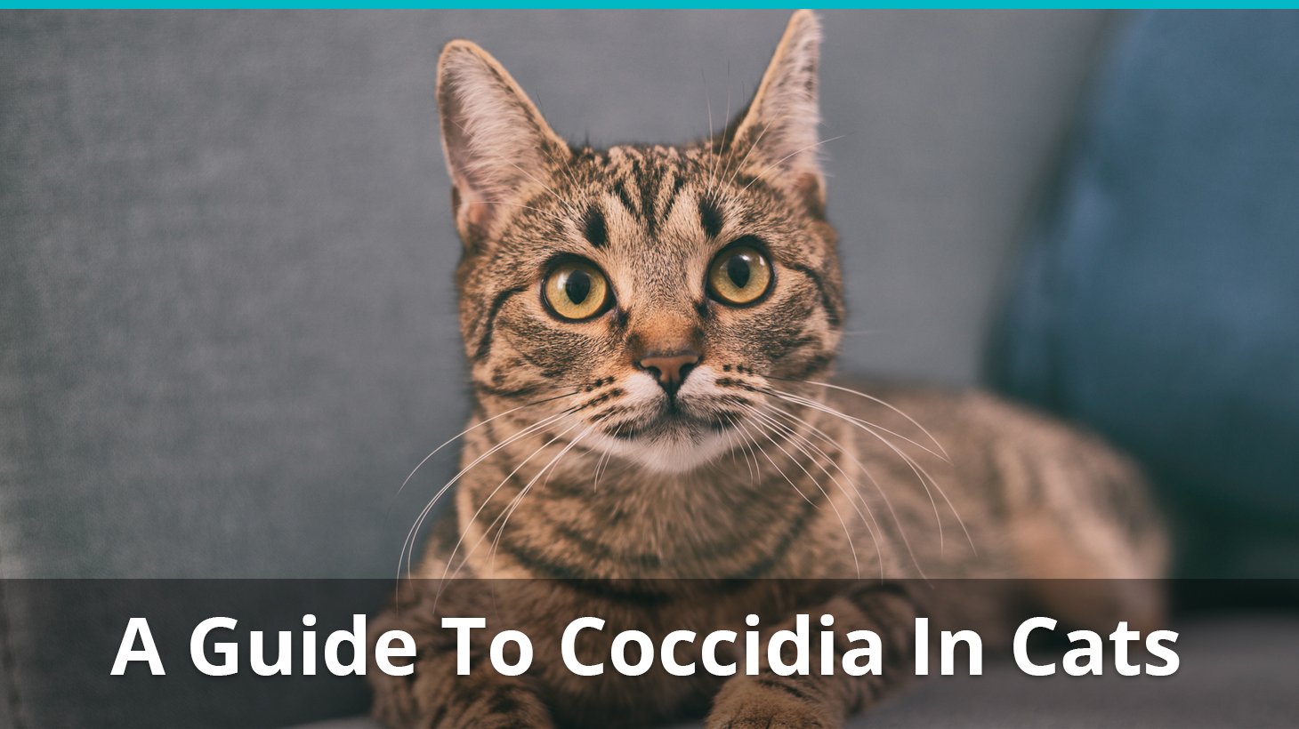 coccidia in cats contagious to other cats