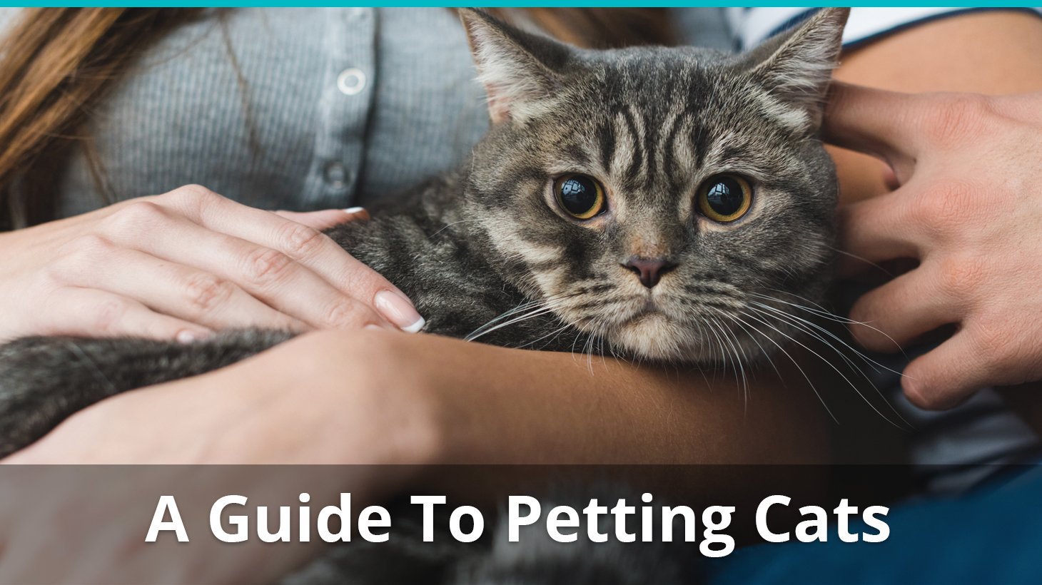guide to petting cats