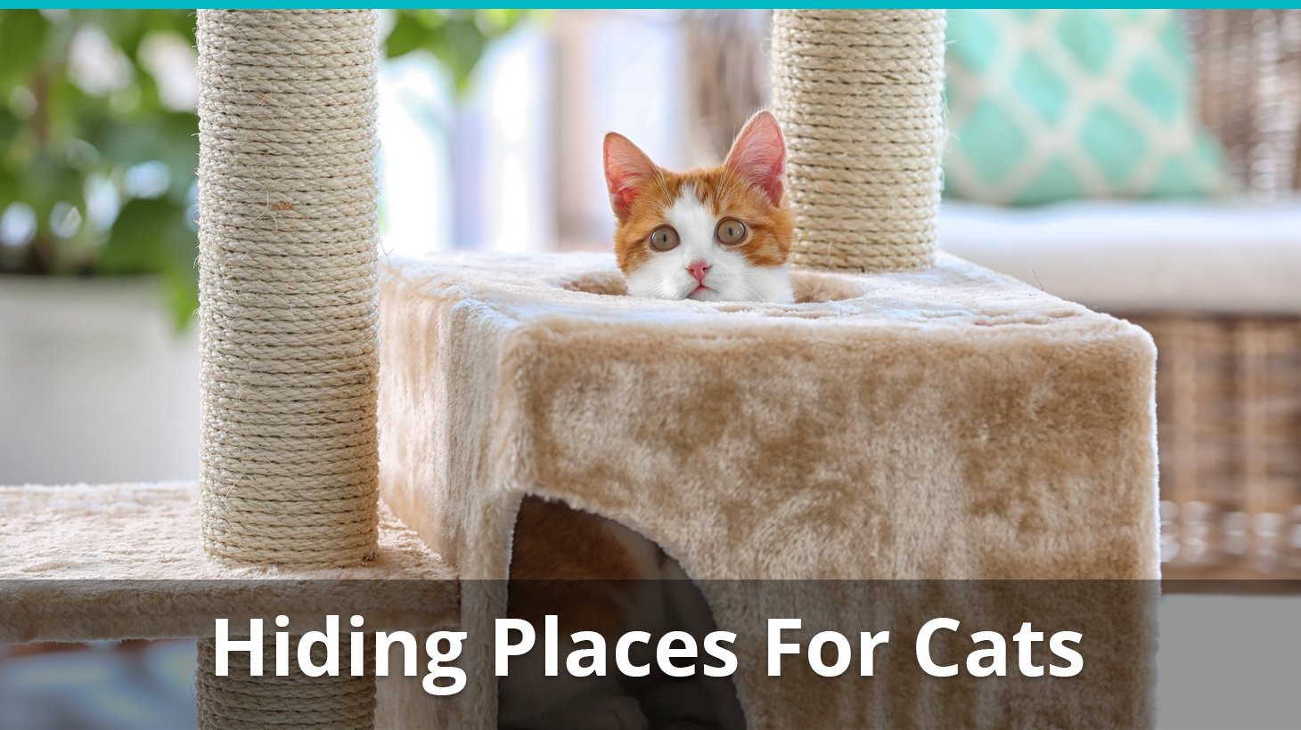 hiding places for cats