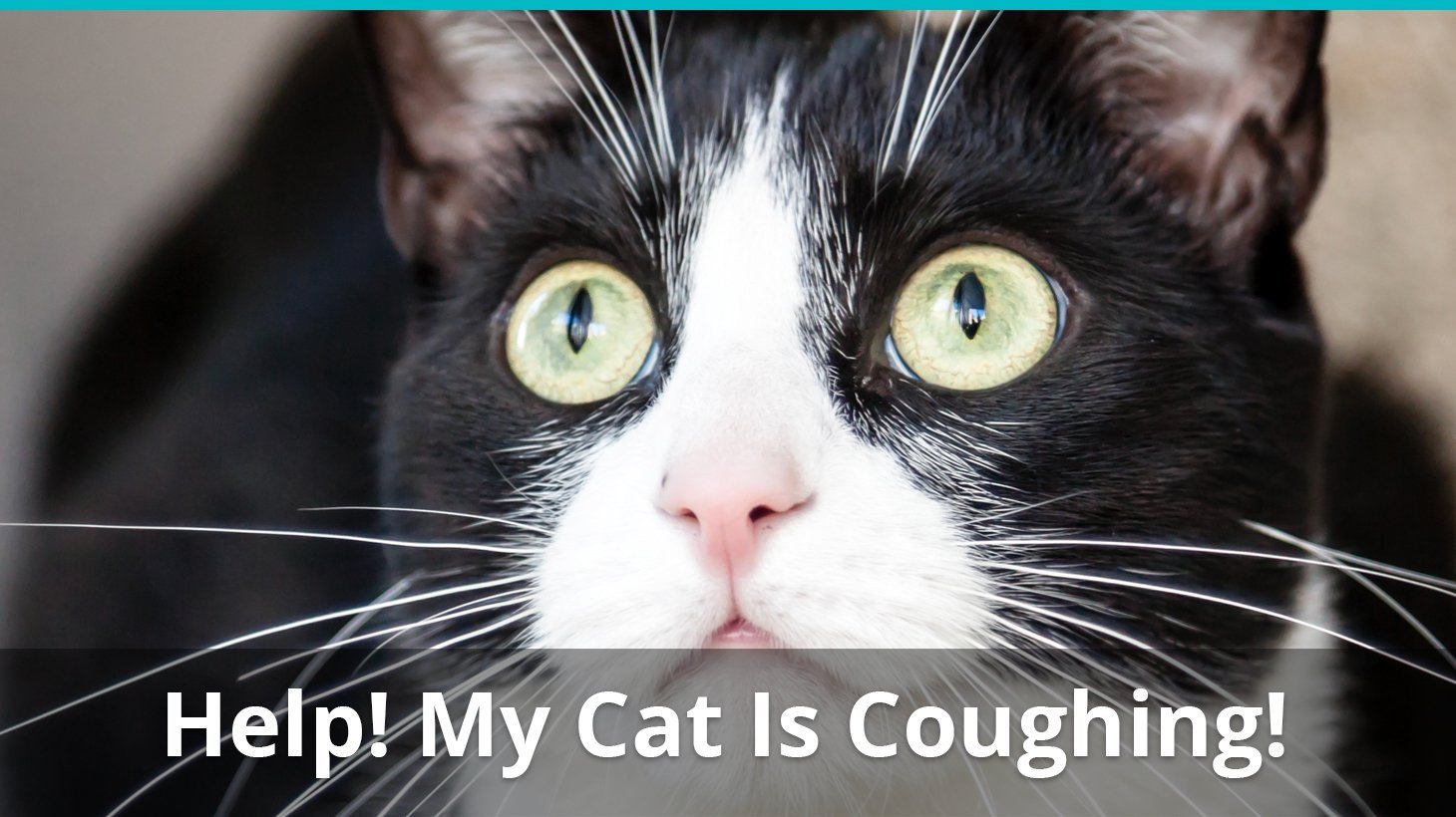 what to do if cat coughing