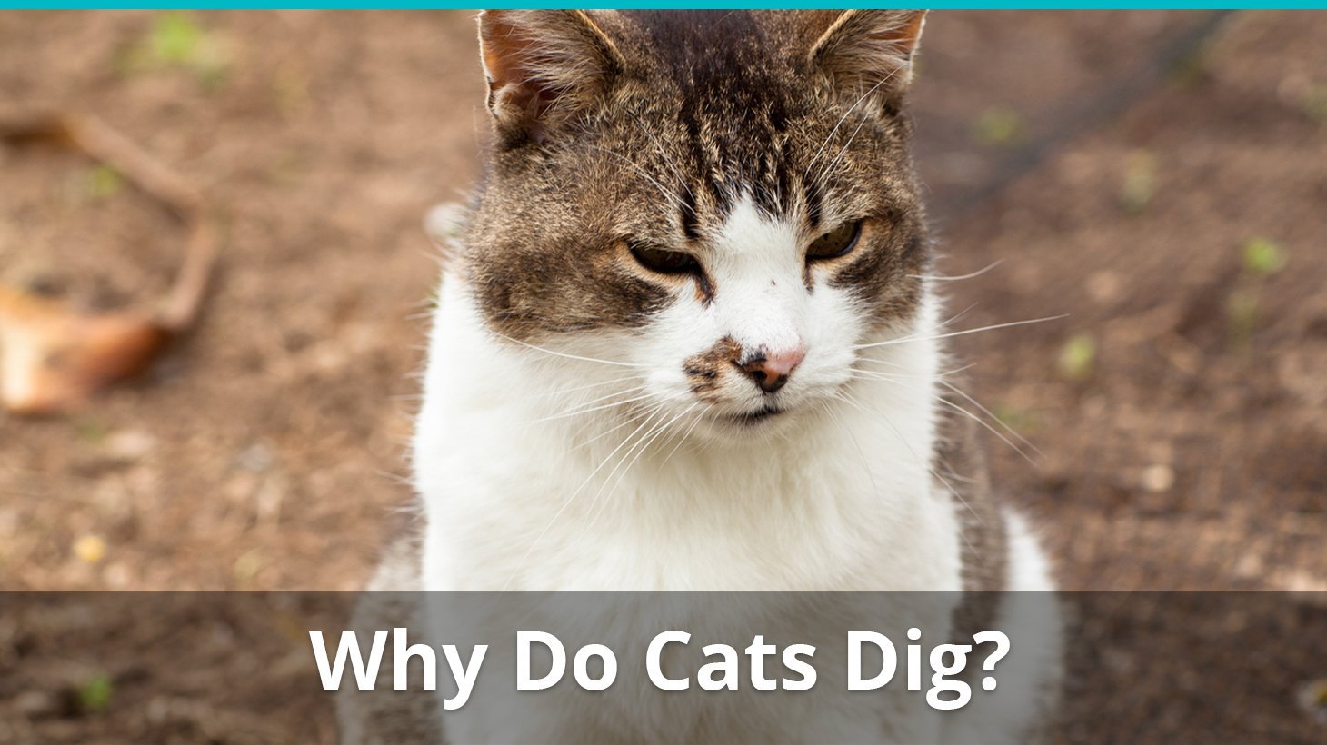 why do cats dig