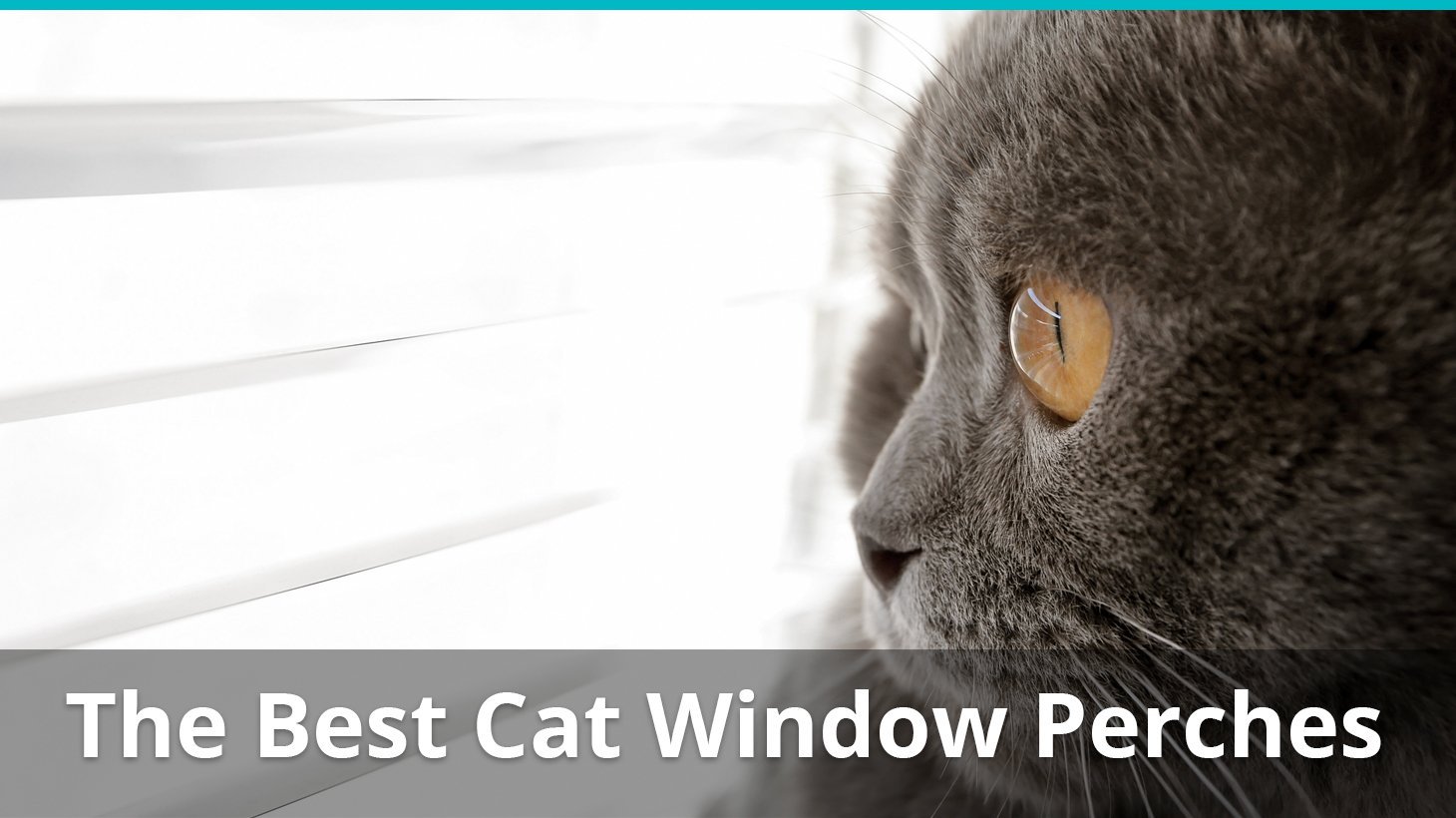 best cat window perches reviewed