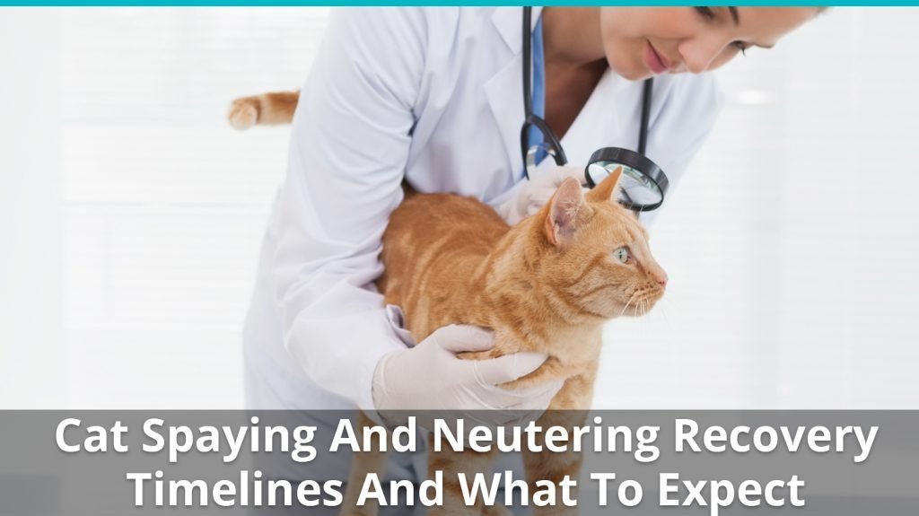 cat spaying neutering recovery timelines