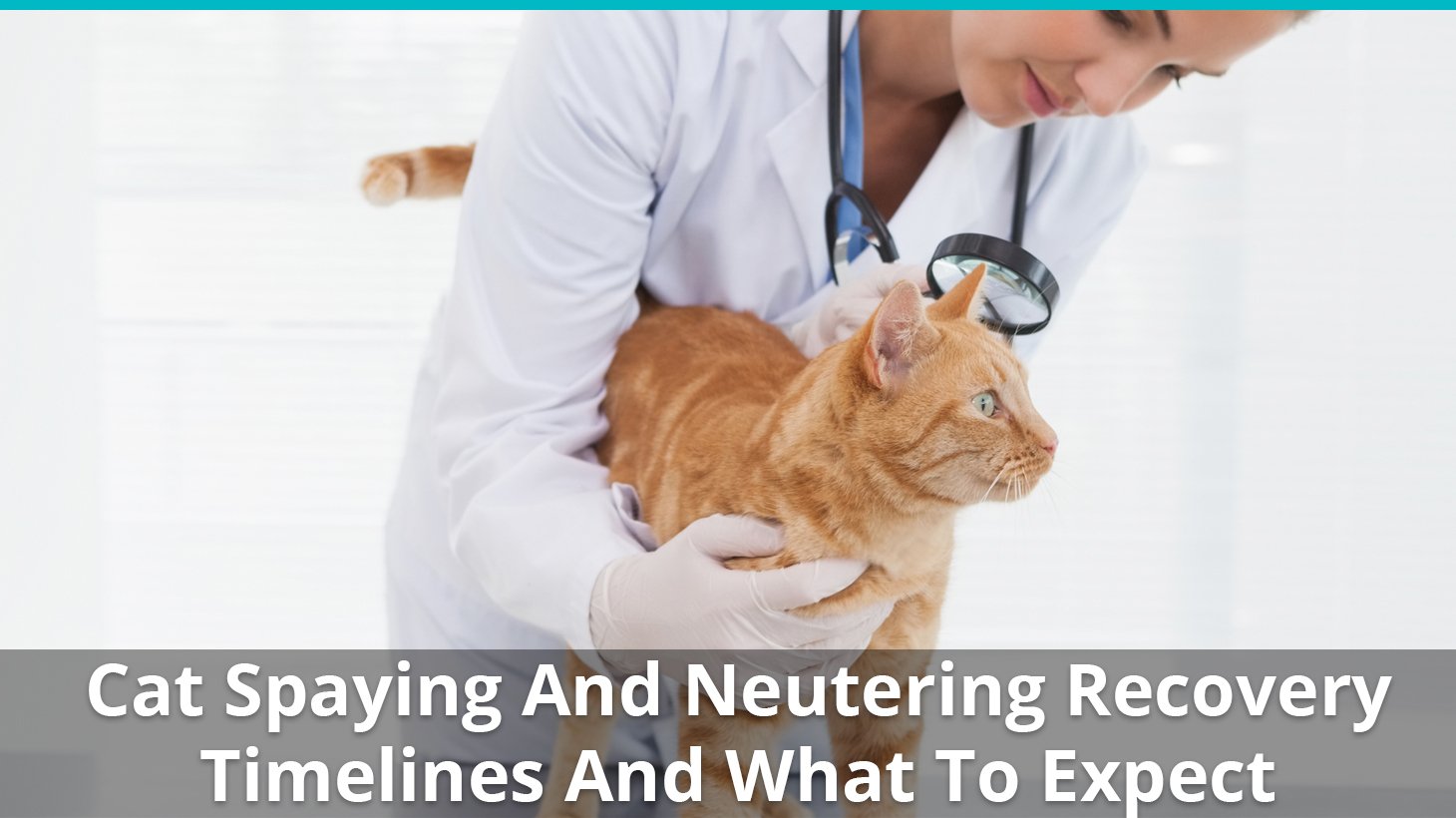 What to expect after store a cat is spayed