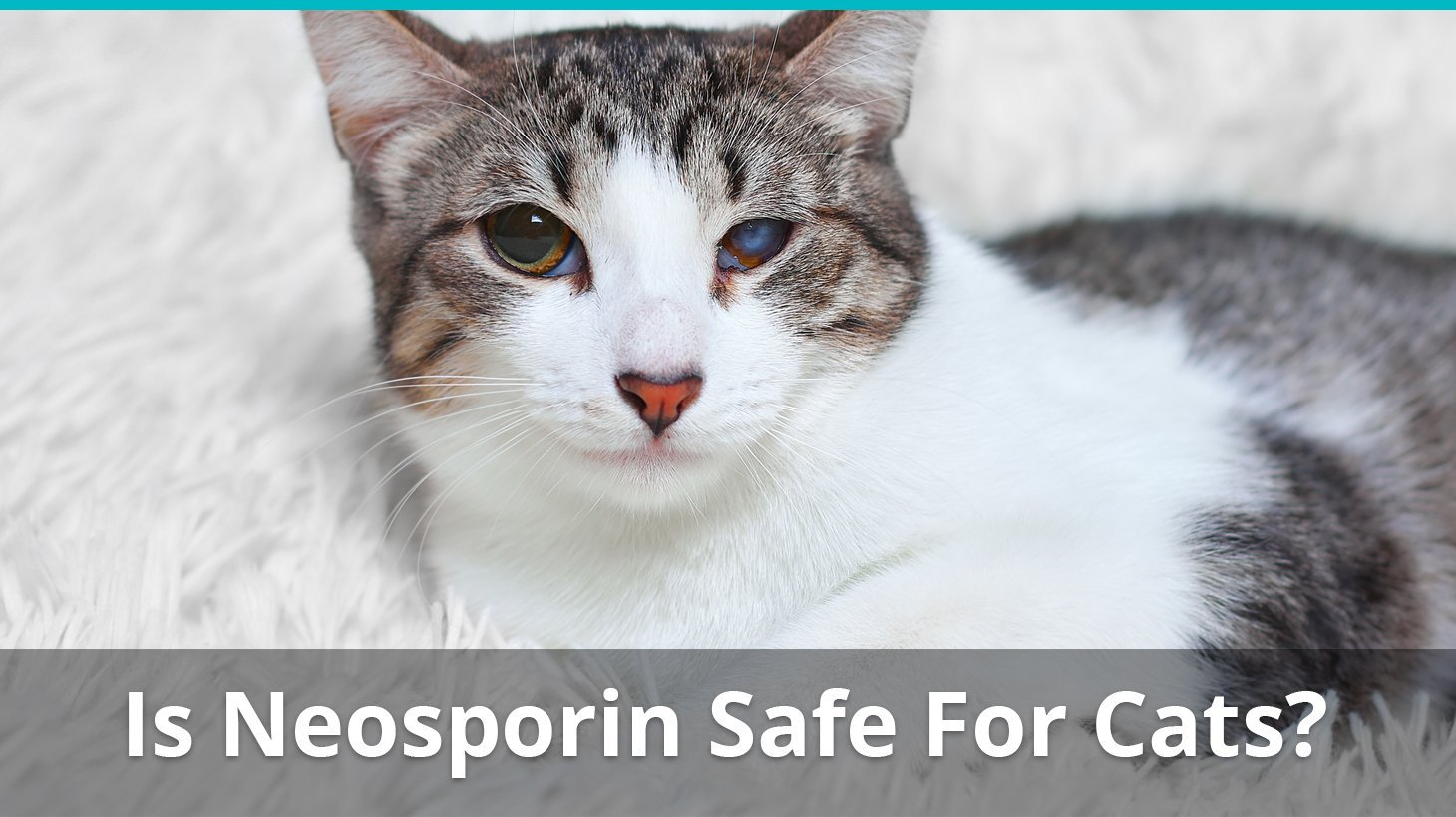 neosporin safe for cats