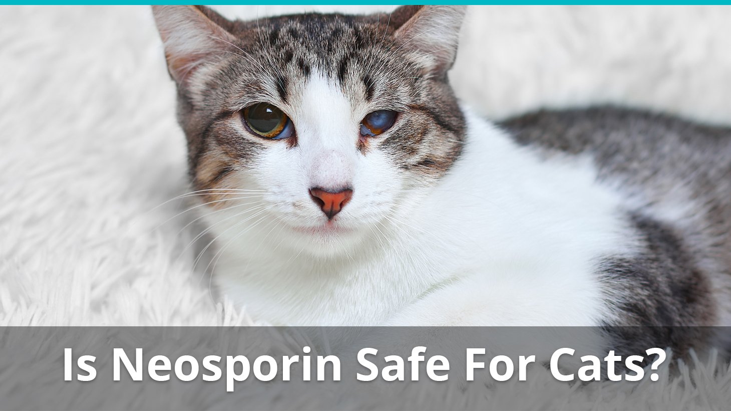 Neosporin with pain ron cats