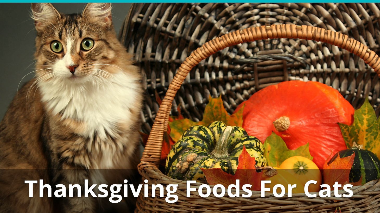 thanksgiving foods safe for cats