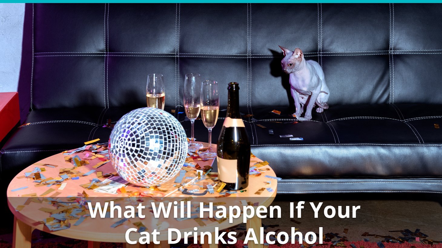 what will happen if cat drinks alcohol