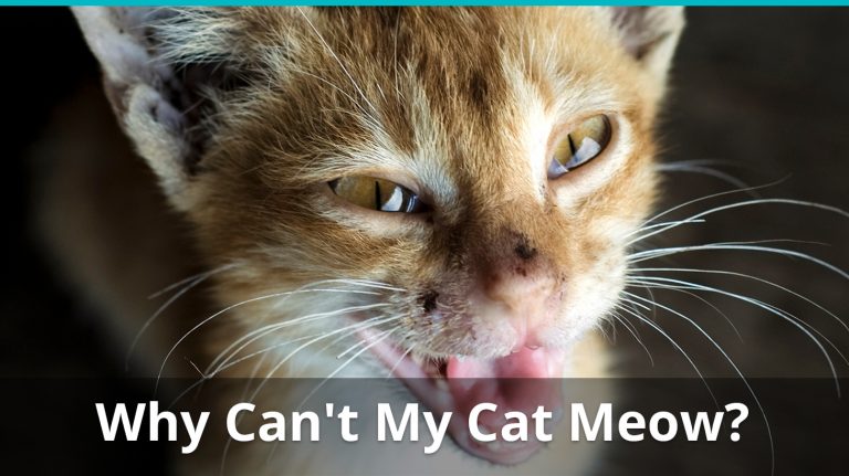 Why Can't My Cat Meow? Causes For Raspy, Hoarse, Or Stopped Meows