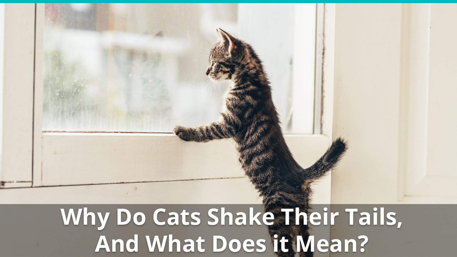 why do cats shake vibrate tail