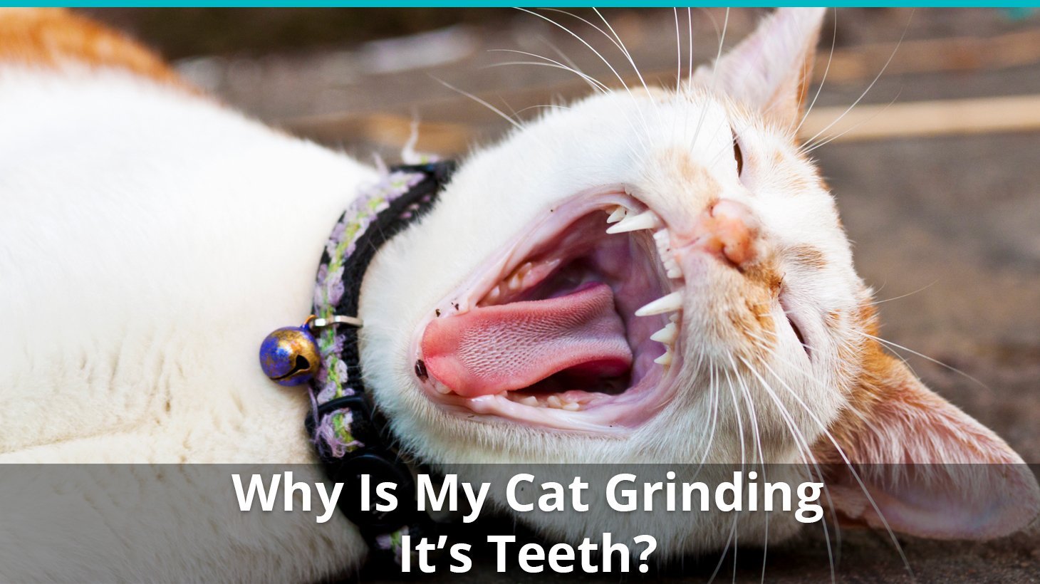 why is cat grinding teeth
