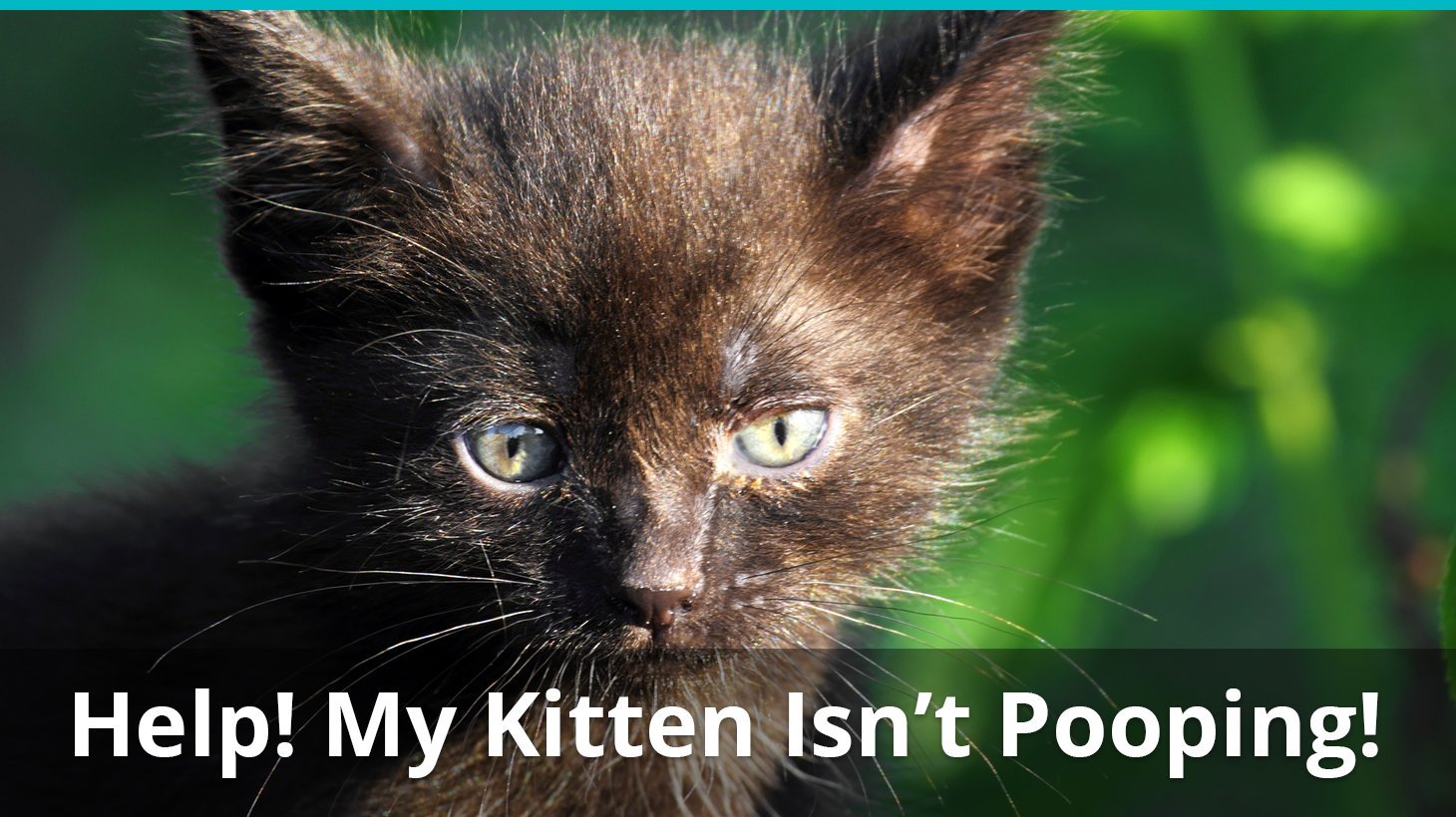 why isnt kitten cat pooping