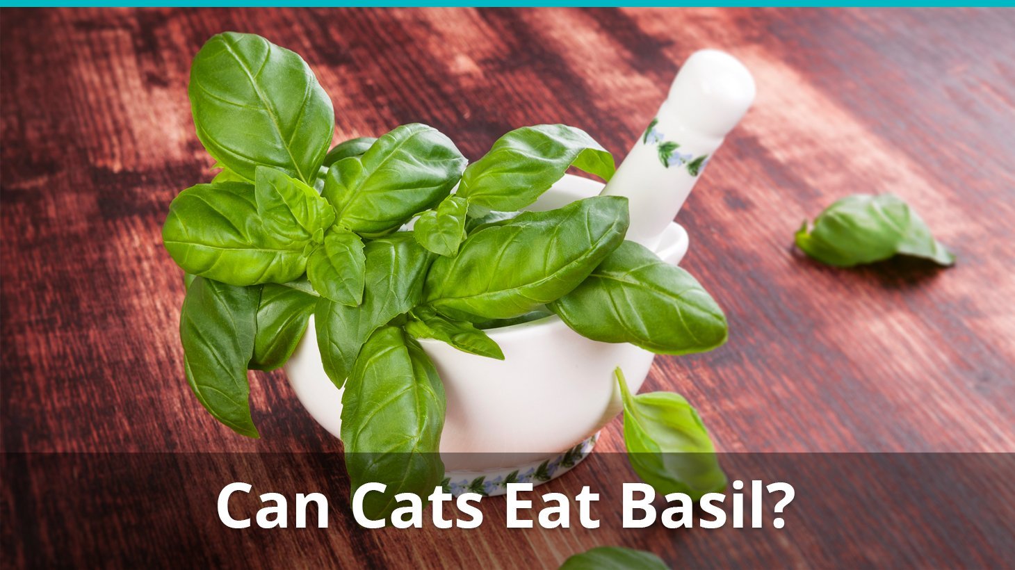 can cats eat basil