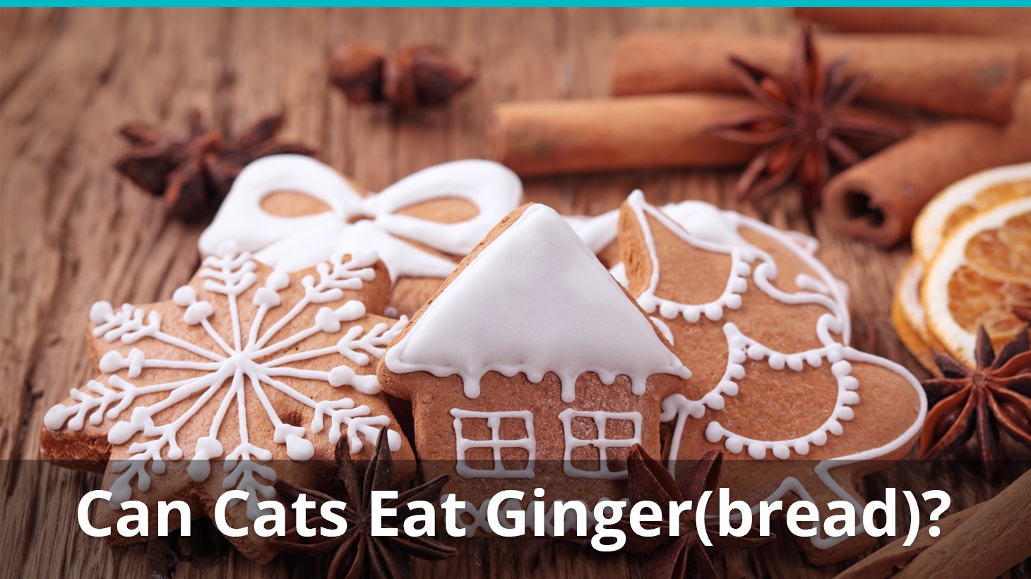 can cats eat gingerbread