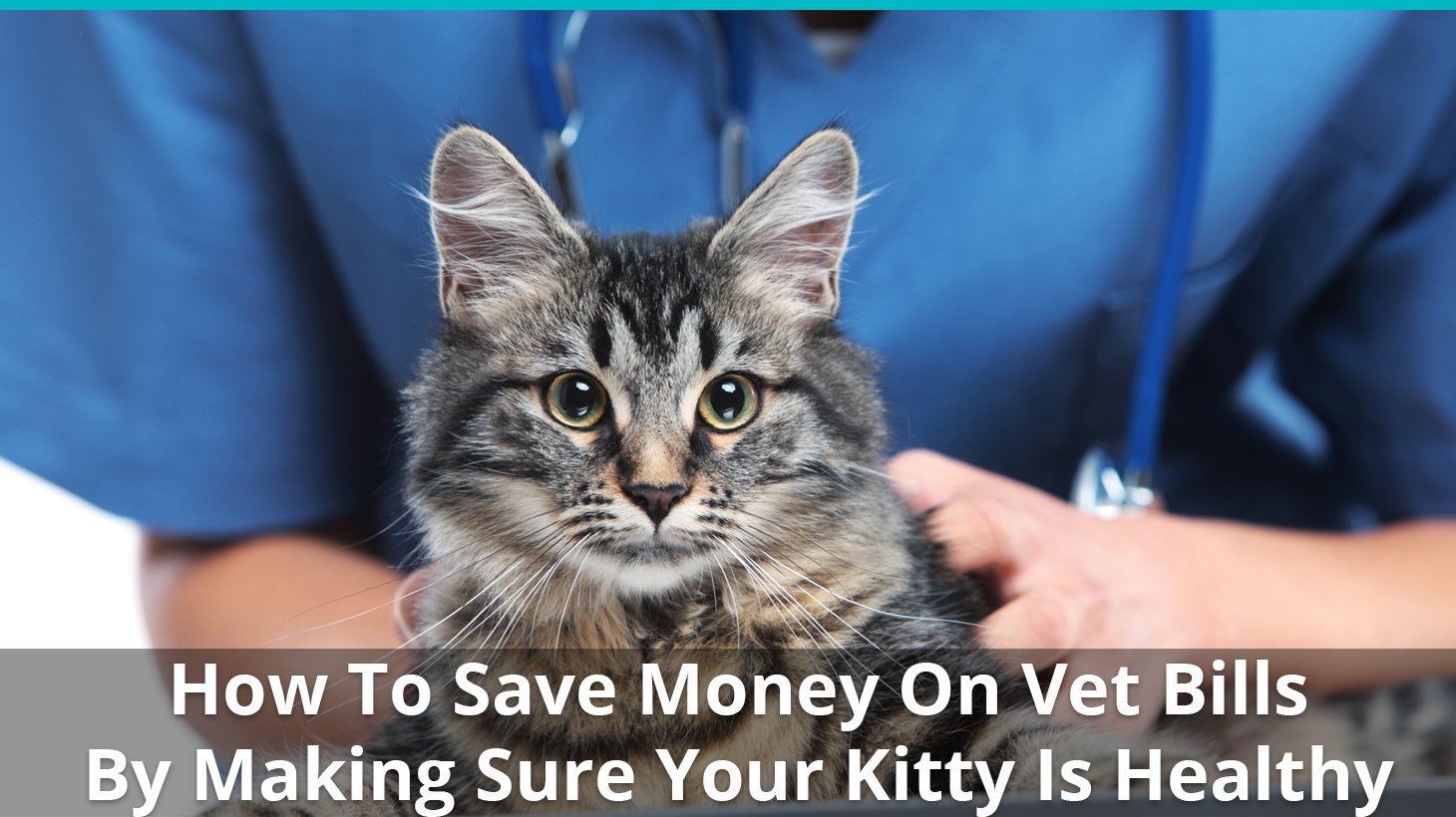 how to save money vet bills healthy cat