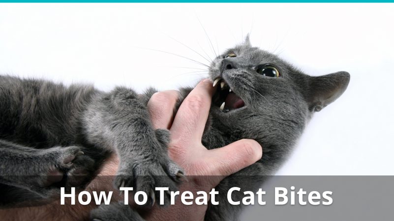 How To Treat A Cat Bite: Treatment, Symptoms, Wound, And More