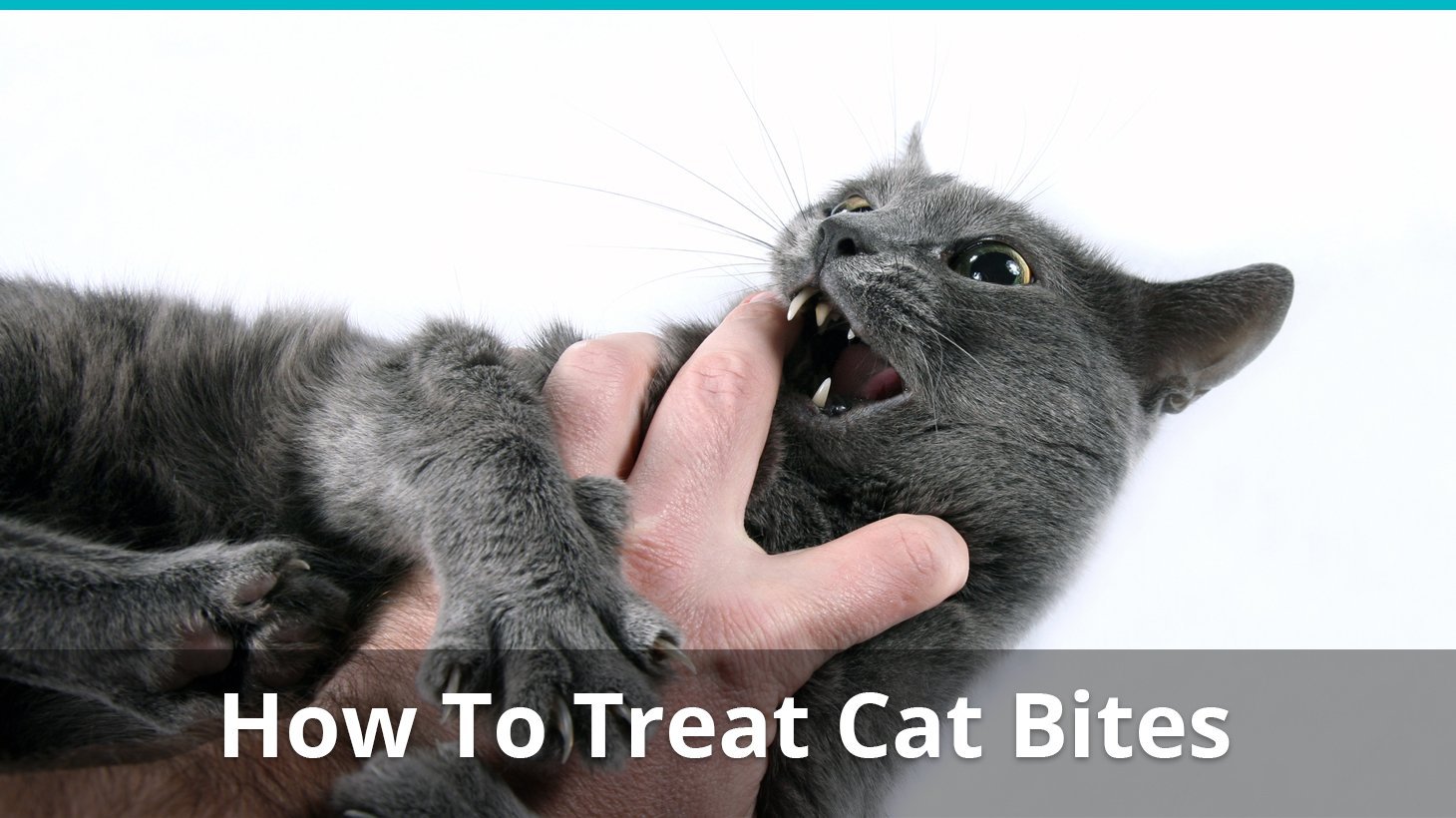 how to treat cat bites