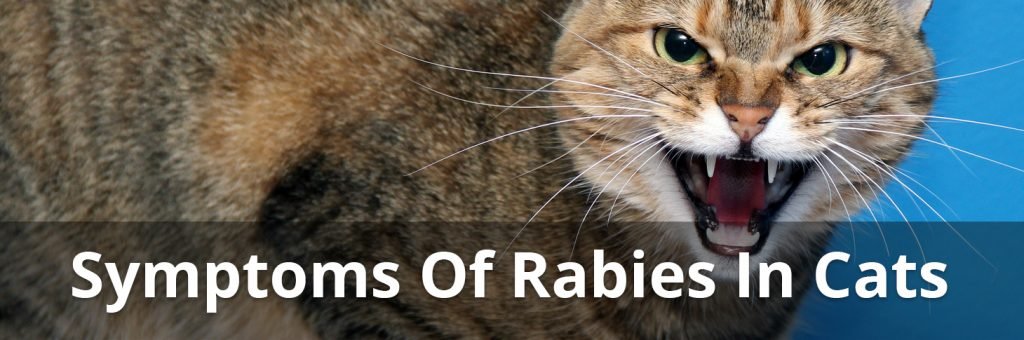 rabies symptoms