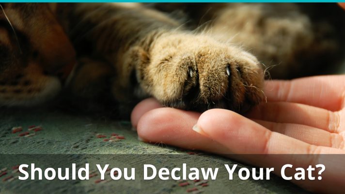 Should You Declaw Your Cat Or Is It Bad? Reasons Why Not To Do It