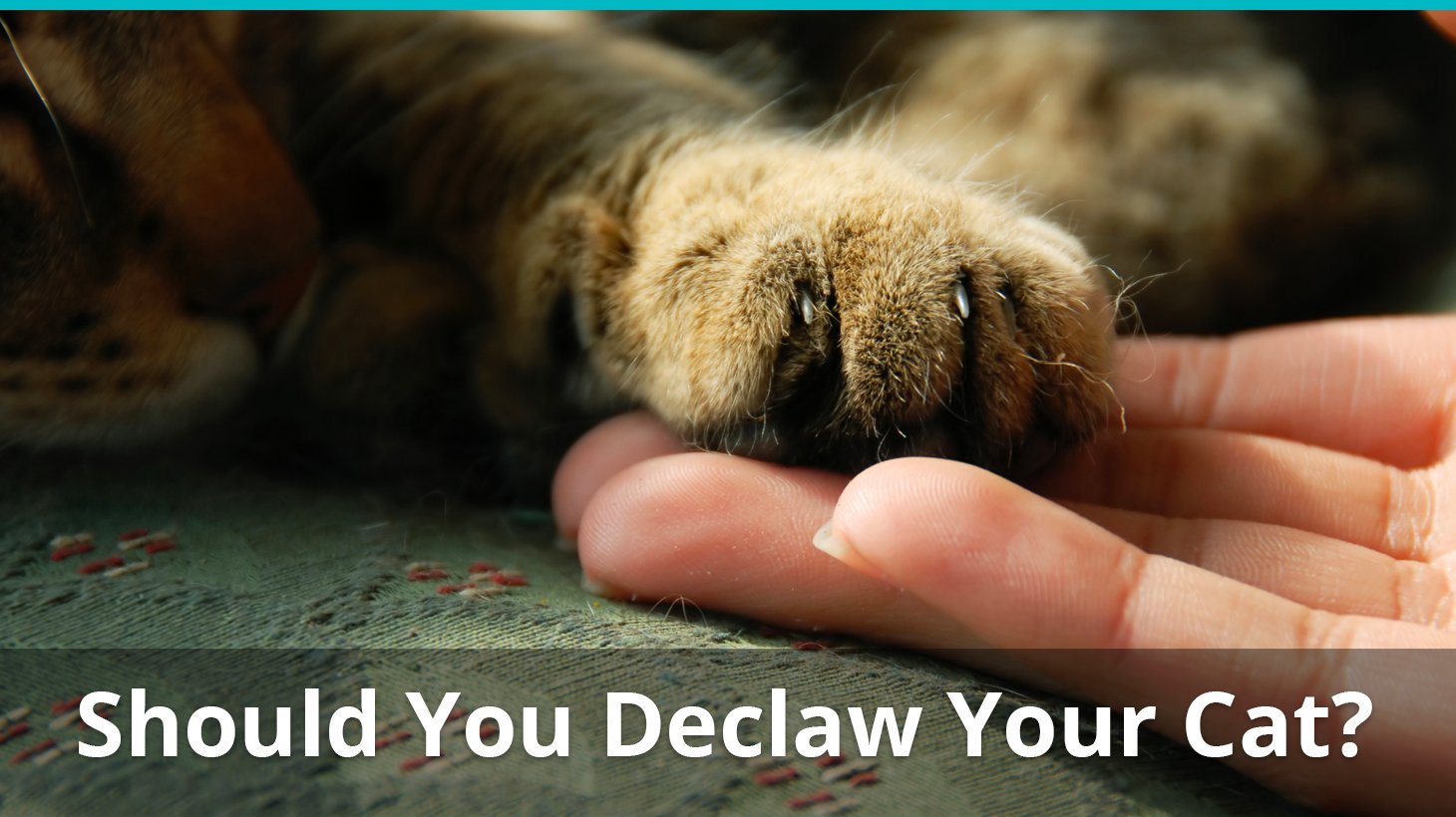 should you declaw cat