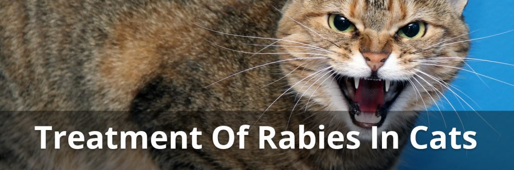 treatment of rabies in cats