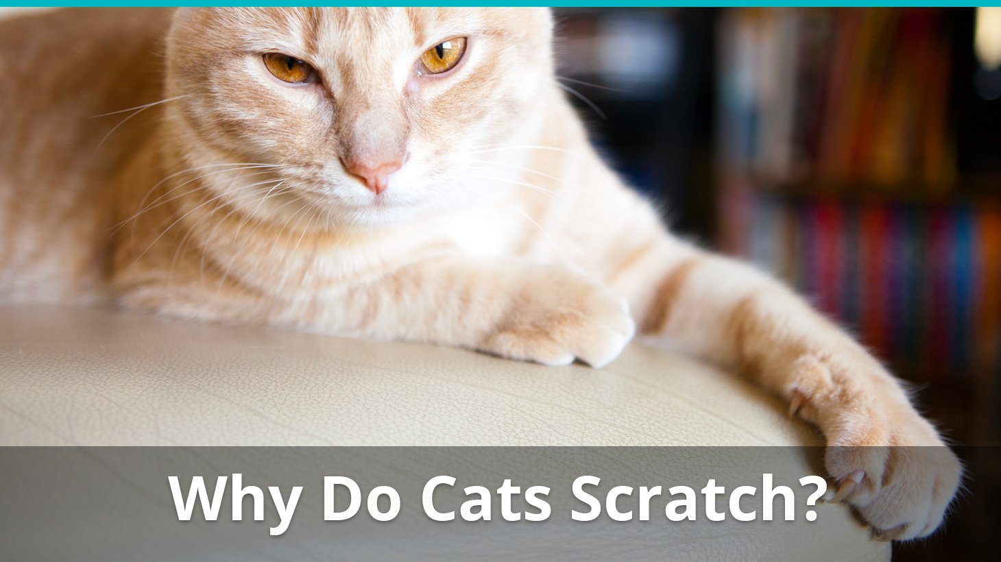 why do cats scratch