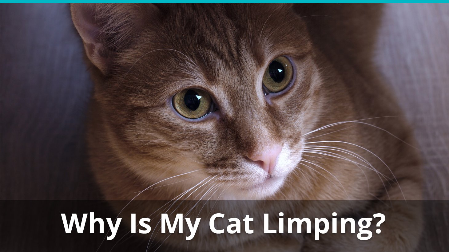 cat limping front paw bent