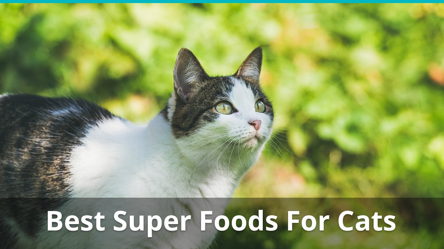 best super foods for cats