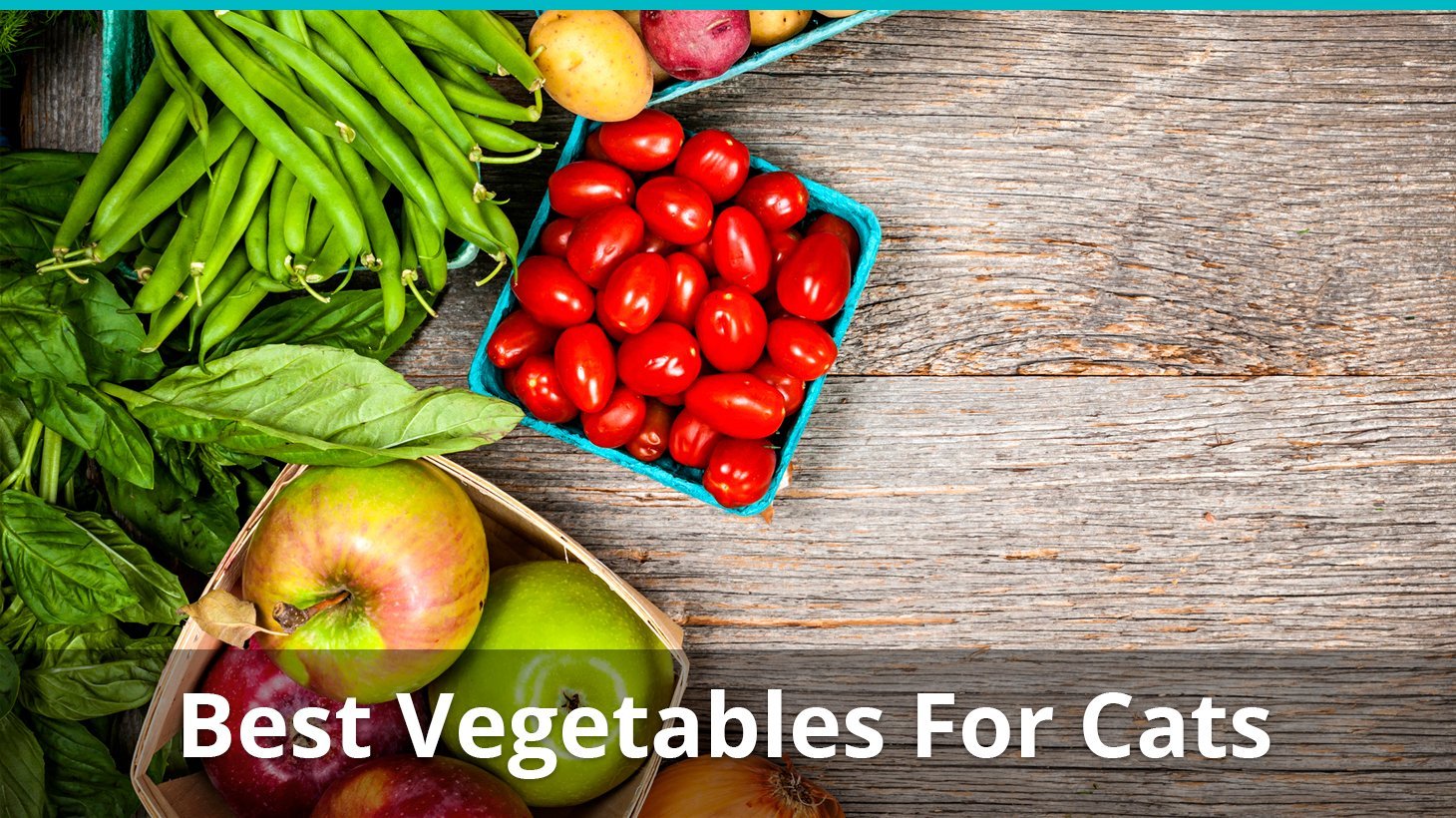 best vegetables for cats