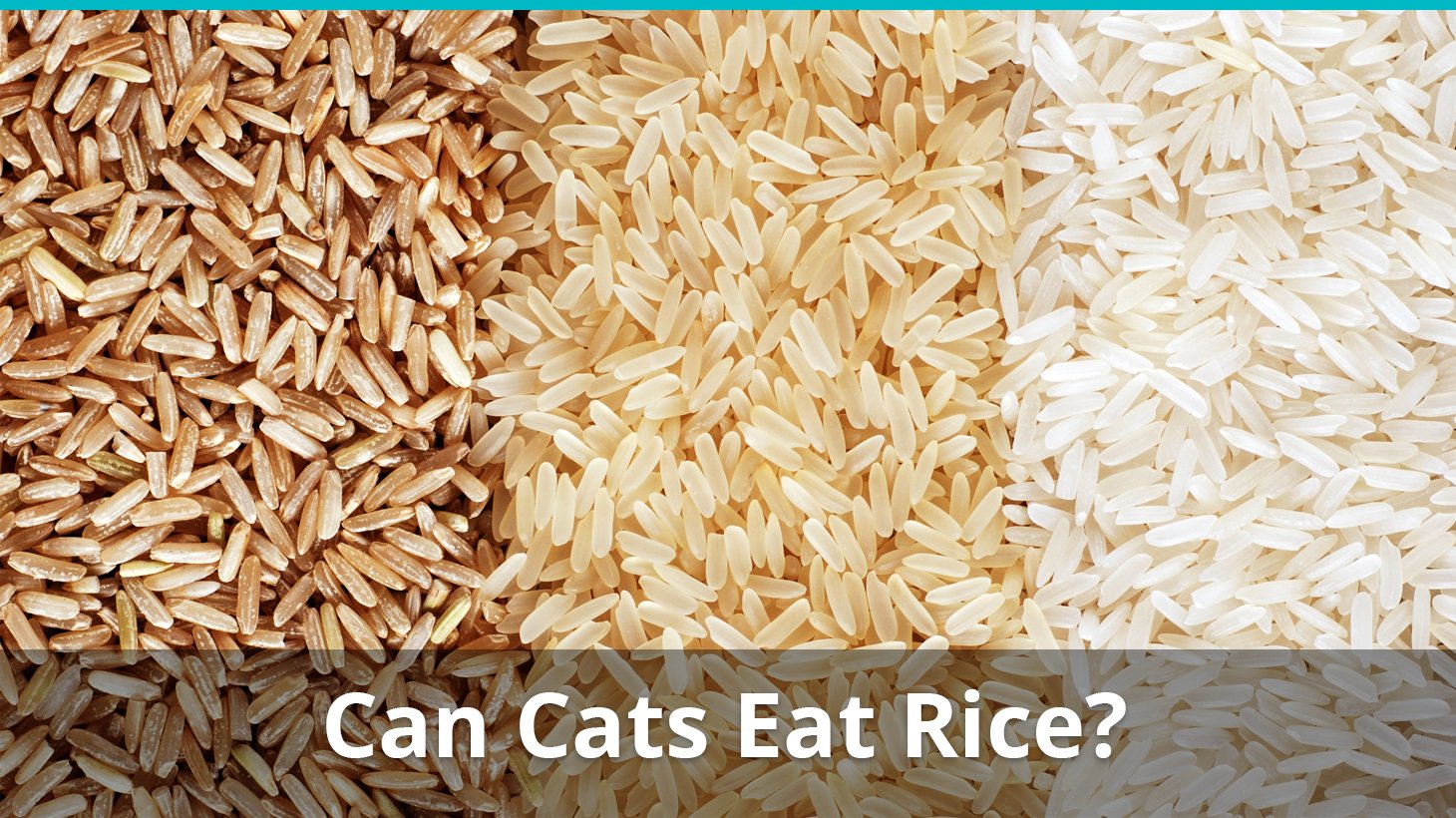 Can my cat eat rice sale