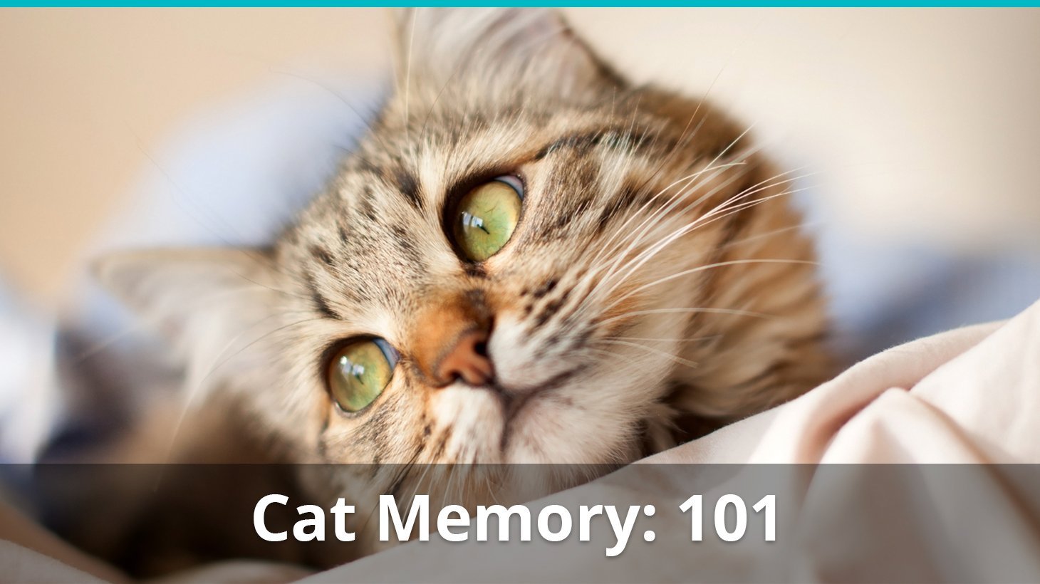 cat memory remember