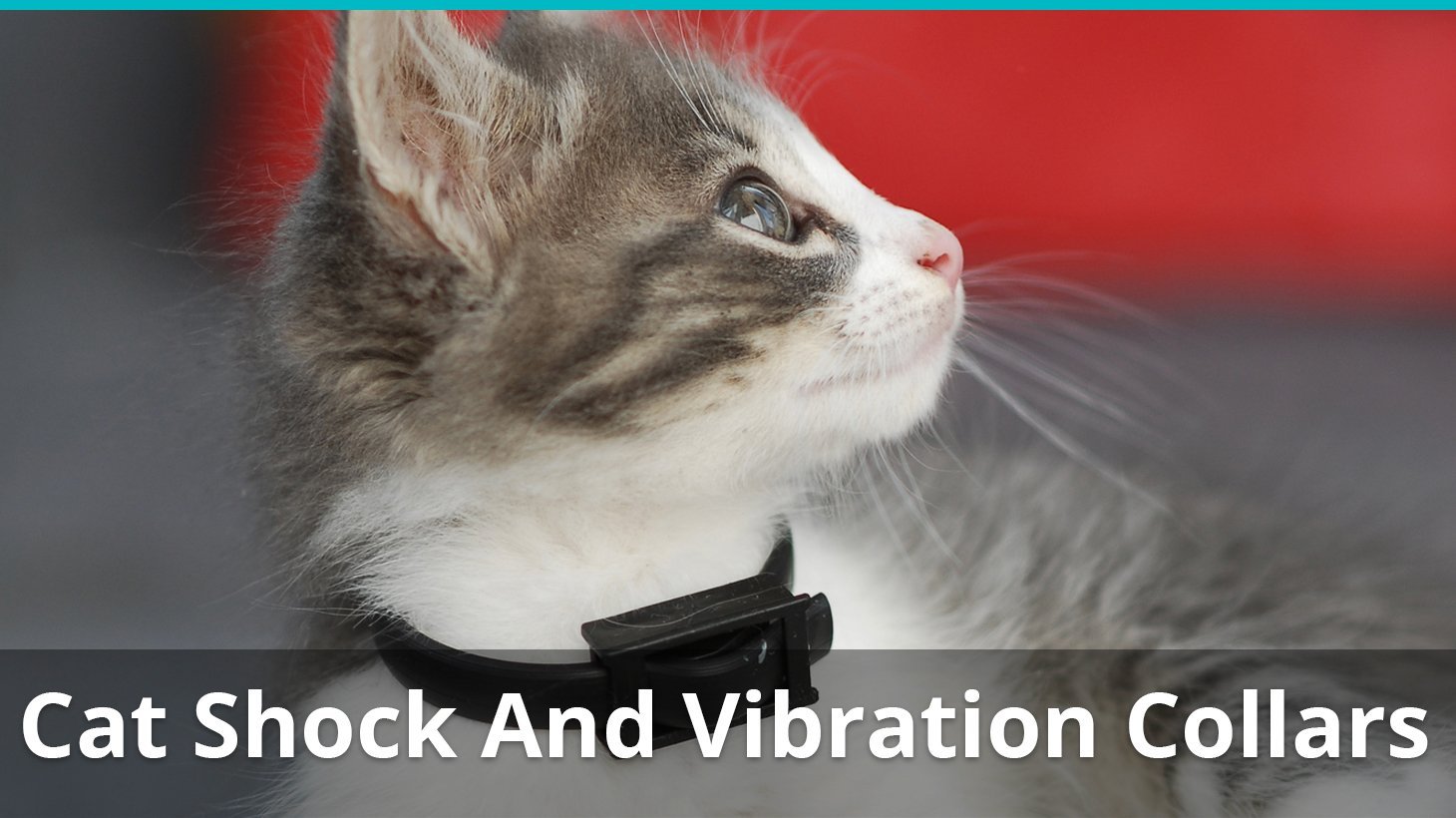 cat shock vibration collar