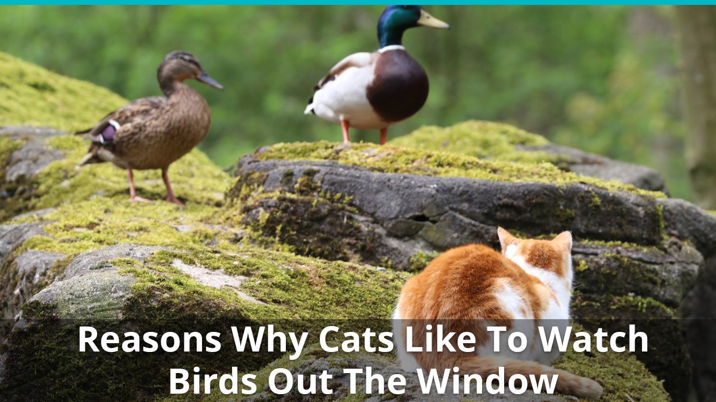 reasons why cats like watching birds