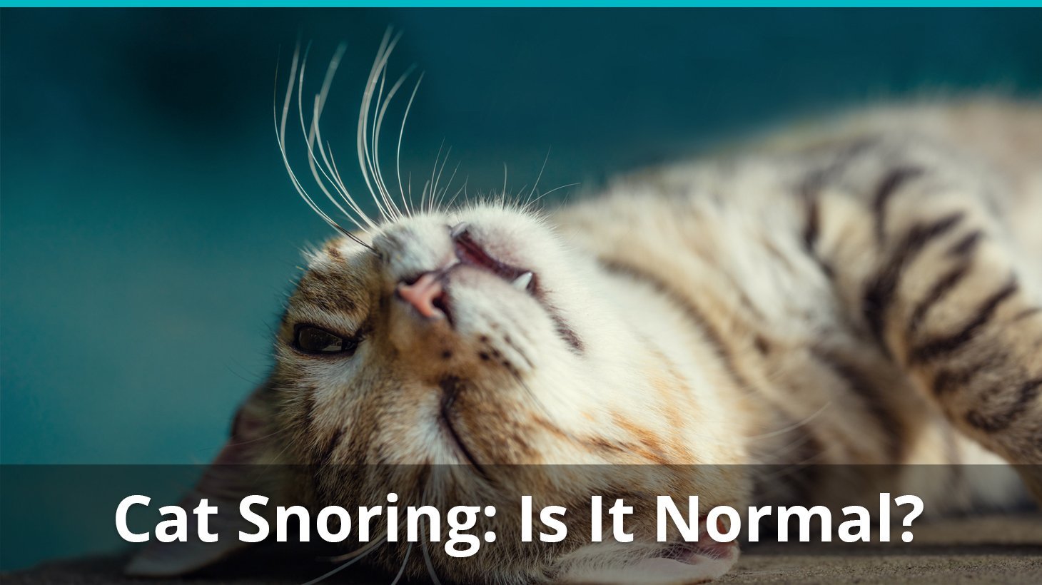 Cat Snoring While Sleeping Is It Normal Or Should I Be Worried