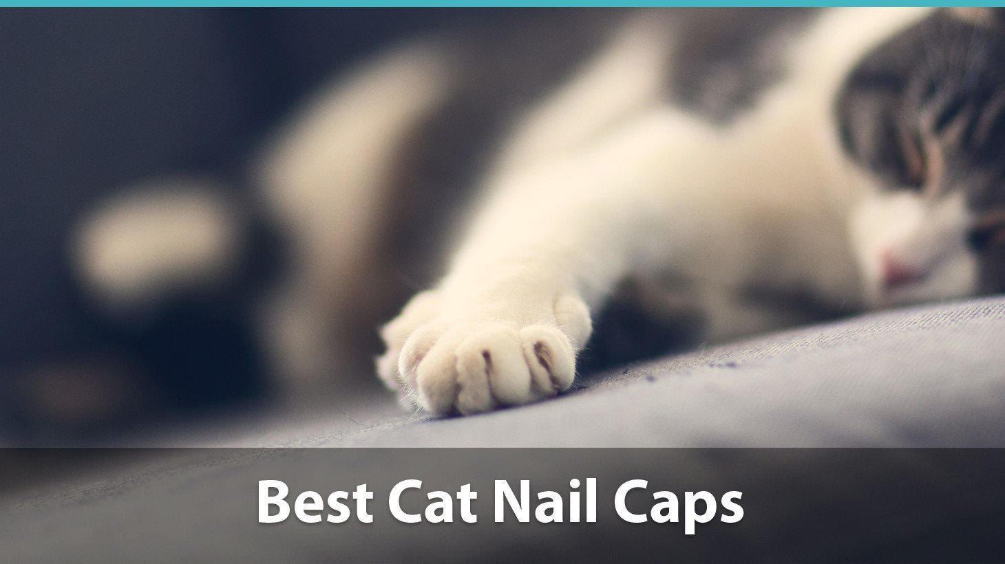 are claw caps bad for dogs