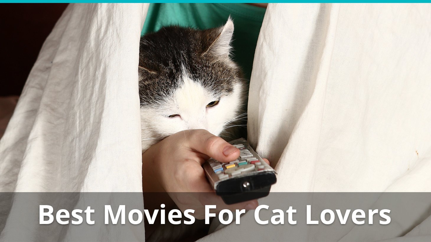best movies cat lovers