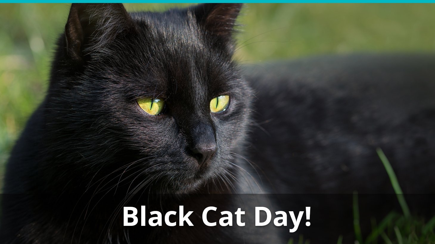 black cat day