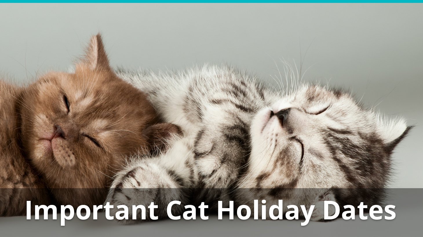 important cat holiday dates information