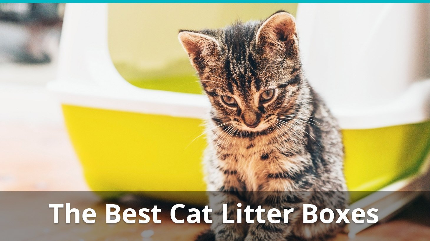 best cat litter boxes